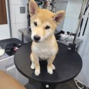 전이랑 순이랑 이미지