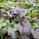 명기농장 | &#39;고랭지 절임배추 예약&#39; 완벽 공략 (구매처 선택 포함)