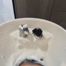 행복카크리닉 | 서현역 미용실 무아드헤어에서 모발클리닉받고 머릿결회복 후기