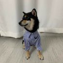 제주코기네 이미지