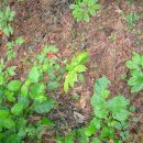 이비농장 이미지