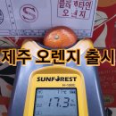 제주오렌지 이미지