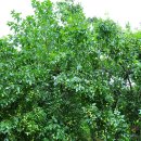 월야농장 이미지