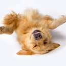 따뜻한 on동물병원 이미지