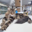 캣츠앤몬스터 이미지