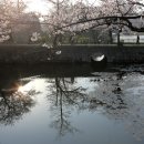 일본 규슈 벚꽃관광(2박3일) 이미지