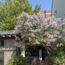 싱그러운 여름 플로리스트(5월) | 대구 대봉동 오가닉모가 라일락 한옥카페 오픈런 웨이팅 솔직후기