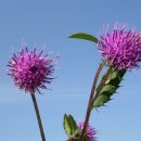 곤드레사랑 이미지