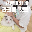 캣플 동탄점 이미지