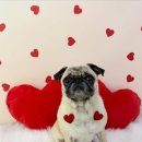 멍멍이샵 이미지