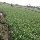 대정읍 다목적 회관 이미지