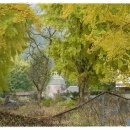 은행나무마을 이미지