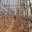 회성농장 | 충남 서산 팔봉산체리농원 방문