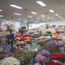 WR(부산광역시 사상구)-[강변대로]-하-50 | 부산 엄궁화훼시장으로 꽃나들이 다녀왔어요. [유주나무 , 셀프 꽃다발 만들기]