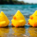 미운오리 이미지