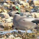 청도천10 이미지