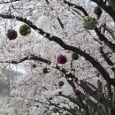 꽃과나무 | 🌸서울대공원 봄맞이 플로깅 후기 🌿: 꽃과 나무가 들려주는 이야기 속, 깨끗한 발걸음을 담다