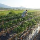 연우네 농장 이미지