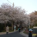 군산월명공원 벚꽃 이미지