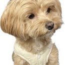 베베호텔 유치원 & 애견스파 | [경기] 안양 의왕 금정 군포애견유치원 애견호텔 강아지호텔 , 베베호텔 유치원&amp;애견스파