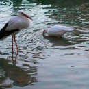 개팔자 상팔자 이미지