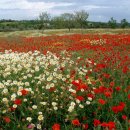 꽃밭에서 이미지