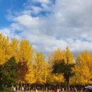 은행나무길 이미지