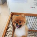 아프지말게 동물병원 이미지