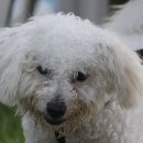 예쁜멍멍이 이미지