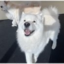 굿데이독 케어센터 이미지