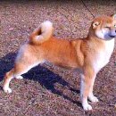 왕초켄넬 이미지