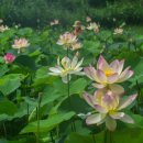 삼락생태공원 이미지