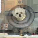 하얀강아지 이미지