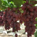 혜진네포도원 이미지