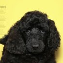 덕수네애견 이미지