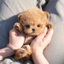 대구강아지분양 테디럽 이미지