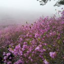 제148차 경남창원 천주산(639m)작대산(647m)진달래 산행안내 이미지