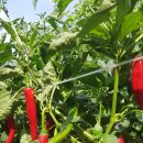 풍성농장 이미지