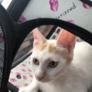 봄날동물의료센터 이미지