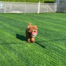 포항시남구37 | 포항애견동반글램핑 감성 가득 오션뷰가 돋보이는 펫글램핑 G5 후기