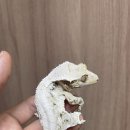 삼호슈퍼 | 크레스티드 게코 릴리 화이트 분양, 무무사우르스 파충류 샵 방문 후기