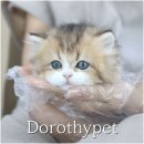 천안 고양이분양 도로시펫 이미지