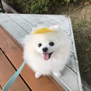낙엽별 만들기 / 종이나라 모양펀치세트