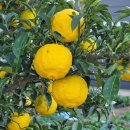 은행농장(염소) 이미지