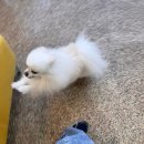 뽀샤시 펫살롱 | [일기 3.22] 🐶 솜사탕같이 뽀송해진 우리 강아지 💛✨