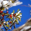 겨우살이