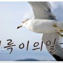 소꼽노리