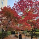 소명교회 앞 횡단보도 | 11월 덕수궁 돌담길 단풍, 정동길 단풍 정동제일교회 실시간 단풍