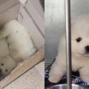 모란시장 이미지