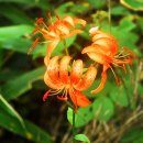 무주화원 이미지